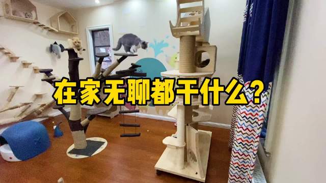 看了我们家猫业余生活...